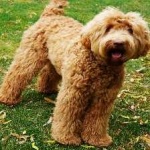 image of animal