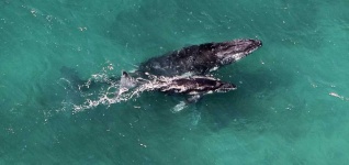 image of animal