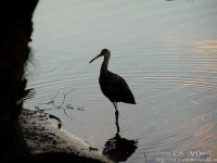 image of limpkin