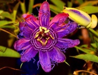 image of passion_flower #4