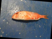 image of red_mullet #3