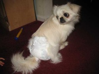 image of pekinese