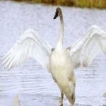 image of bird