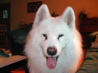 image of samoyed