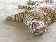 image of jaguar_car