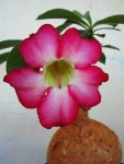 image of flower
