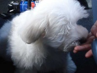 image of maltese_dog