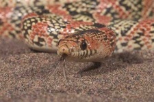 image of night_snake