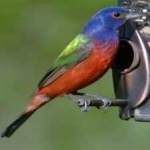 image of bird