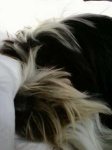 image of tibetan_terrier #8