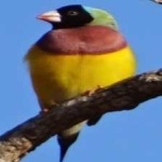 image of bird