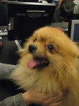 image of pomeranian