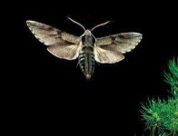 image of moth #44