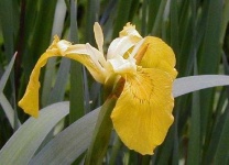 image of yellow_iris #42