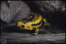 image of european_fire_salamander