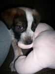 image of bluetick