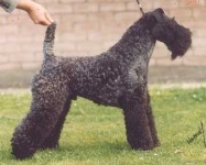 image of kerry_blue_terrier