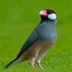 image of bird