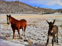 image of animal