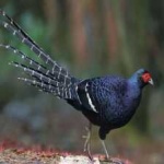 image of bird