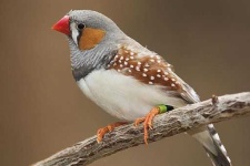 image of finch