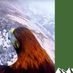 image of bird