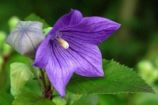 image of balloon_flower #26