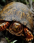 image of mud_turtle