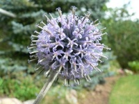 image of flower