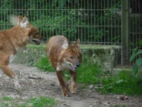 image of dhole