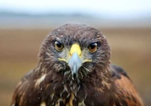 image of hawk