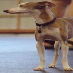 image of animal