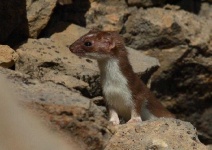image of weasel