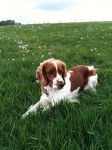 image of welsh_springer_spaniel #26