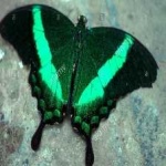 image of banded_butterfly #101