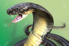 image of snake #22