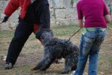 image of bouvier_des_flandres
