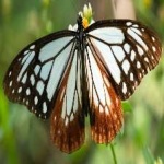 image of animal