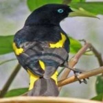 image of bird