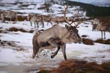 image of reindeer #55