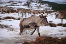 image of animal