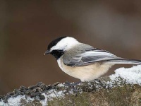 image of chickadee