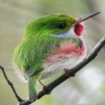 image of bird