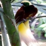 image of bird