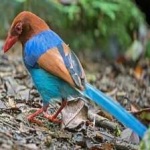 image of bird