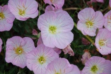 image of flower