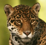 image of jaguar_car