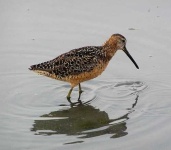 image of dowitcher