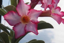 image of flower