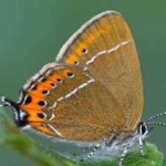 image of animal